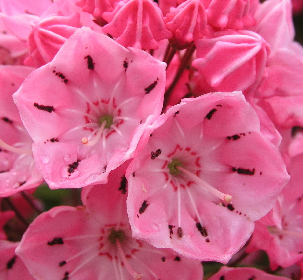 Kalmia latifolia Ewa 03 nah.jpg